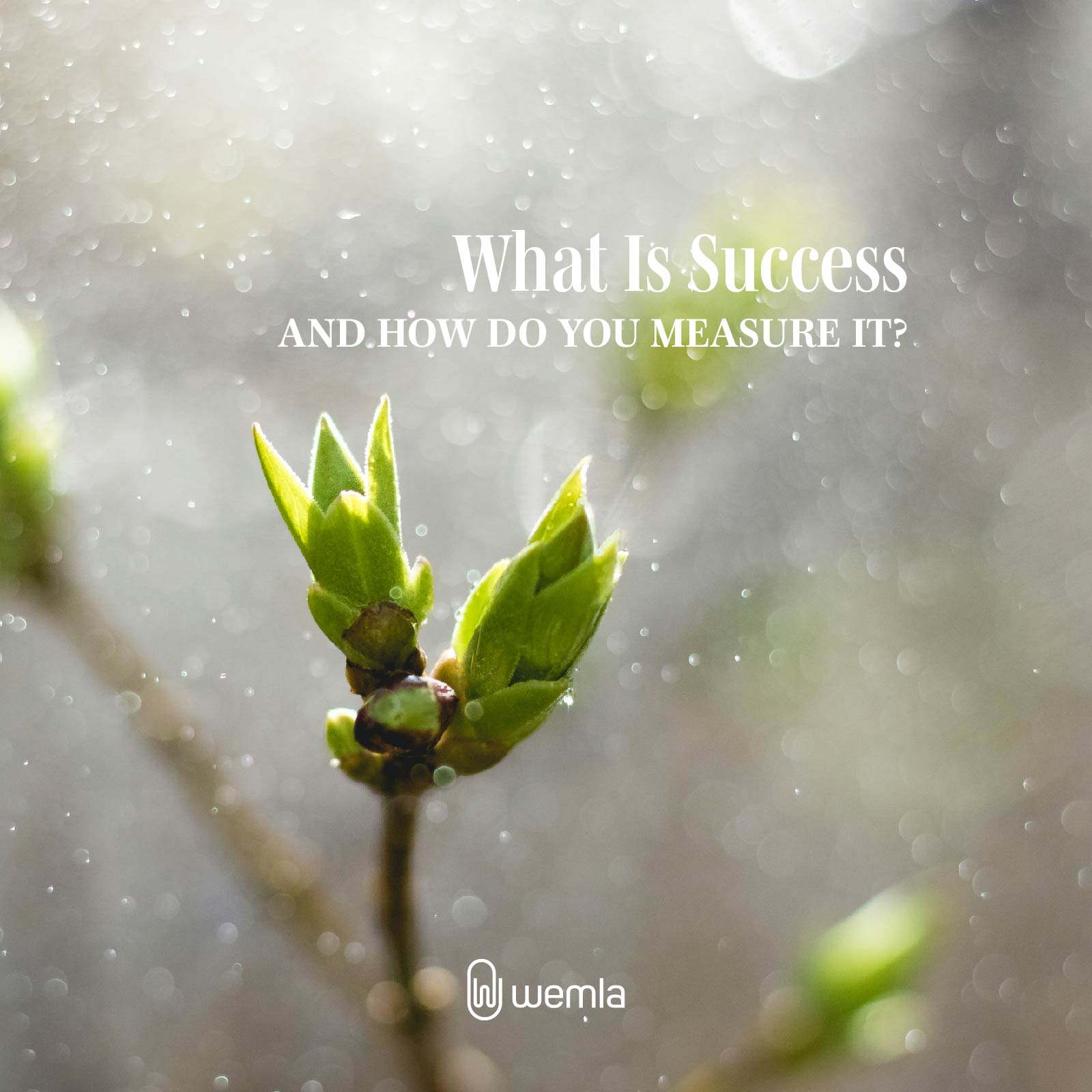 A leaf bud on tree with bokeh effect all over and text What is success and how do you measure it