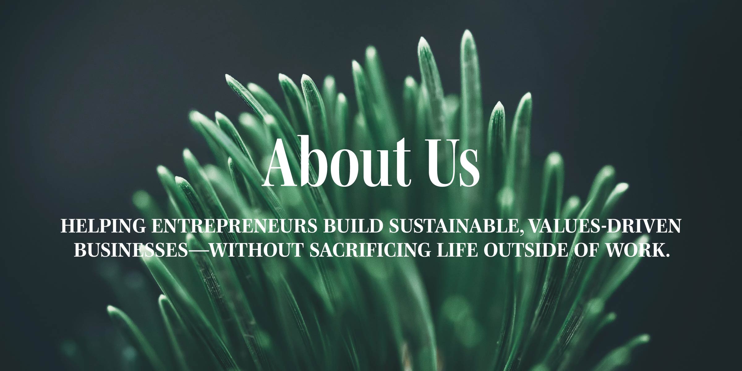 Closeup of conifer needles and text Helping entrepreneurs build sustainable, values-driven businesses—without sacrificing life outside of work
