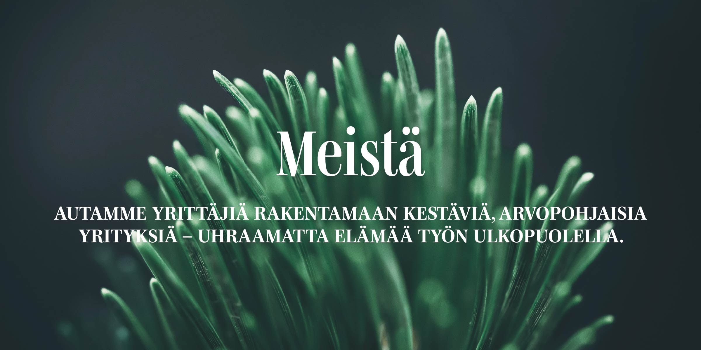 Lähikuva kuusenneulasista ja teksti Meistä Autamme yrittäjiä rakentamaan kestäviä arvopohjaisia yrityksiä uhraamatta elämää työn ulkopuolella
