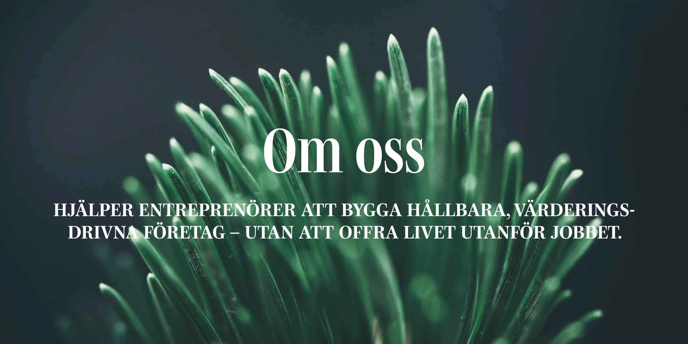 Närbild av barrträdsnålar och text Om oss Vi hjälper entreprenörer att bygga hållbara värderingsdrivna företag utan att offra livet utanför jobbet