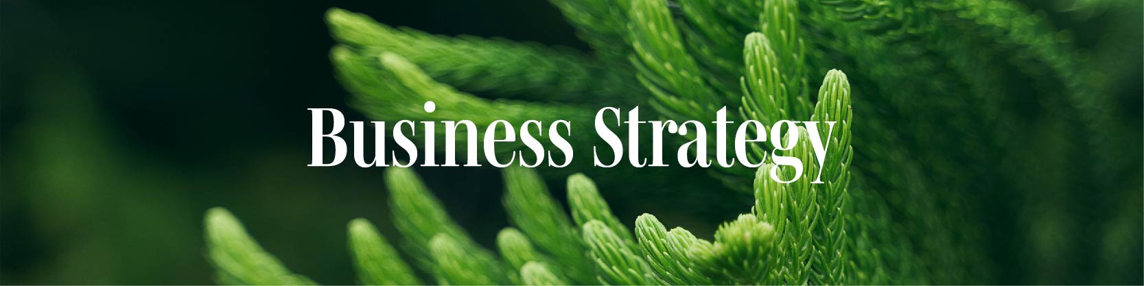 Closeup of plant needles and text Business Strategy