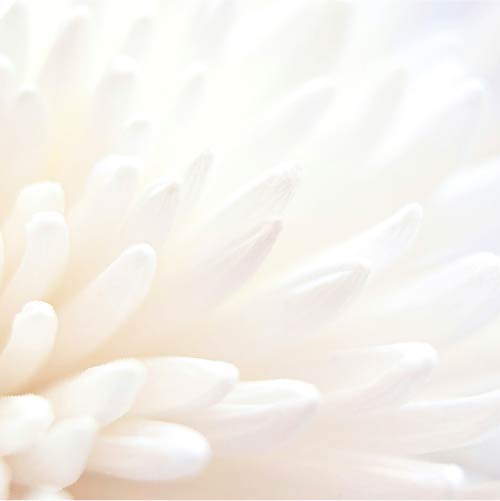 Closeup of white flower