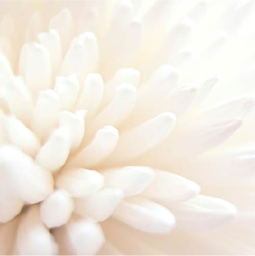 Closeup of white flower