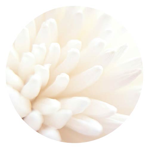 Closeup of white flower
