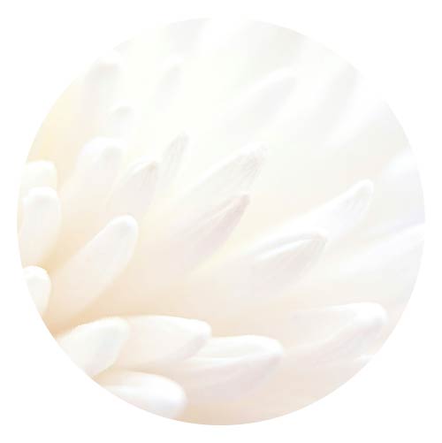 Another closeup of white flower
