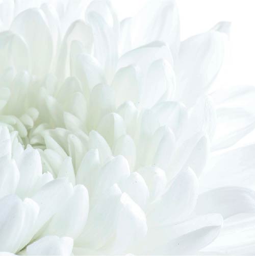 Closeup of white flower