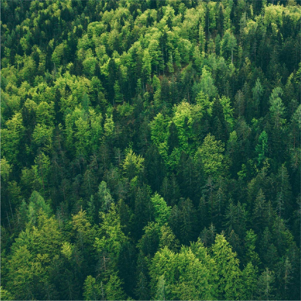 Conifer forest from above