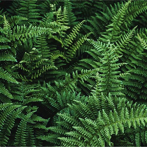 Ferns on forest floor