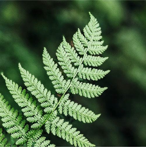 Fern closeup
