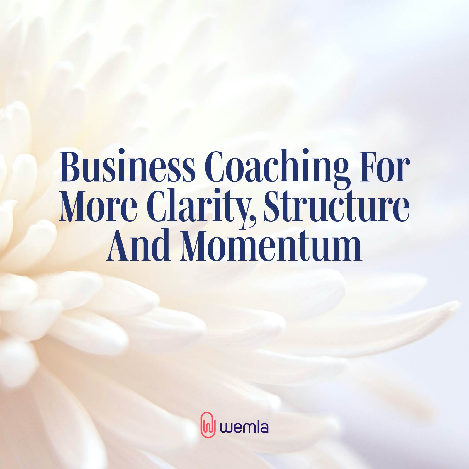 Closeup of white flower and text overlay saying Business Coaching For More Clarity, Structure And Momentum